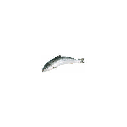 Vonatur Hiddenfjord Lachs 7-8kg ausgenommen in Aquakultur gewonnen Faröer 7 - 8 kg